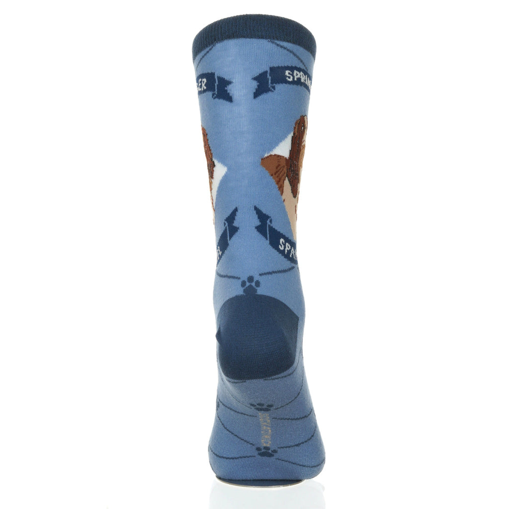 Springer Spaniel | Argyle Pups