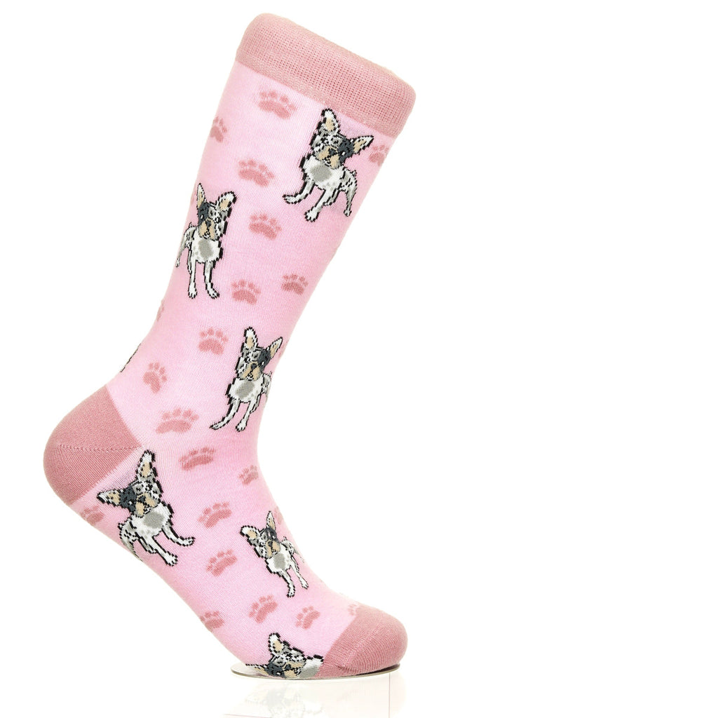 French Bulldog | Plenty of Pups