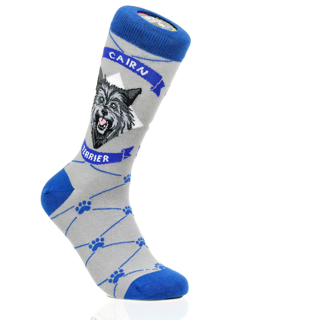 Cairn Terrier | Argyle Pups