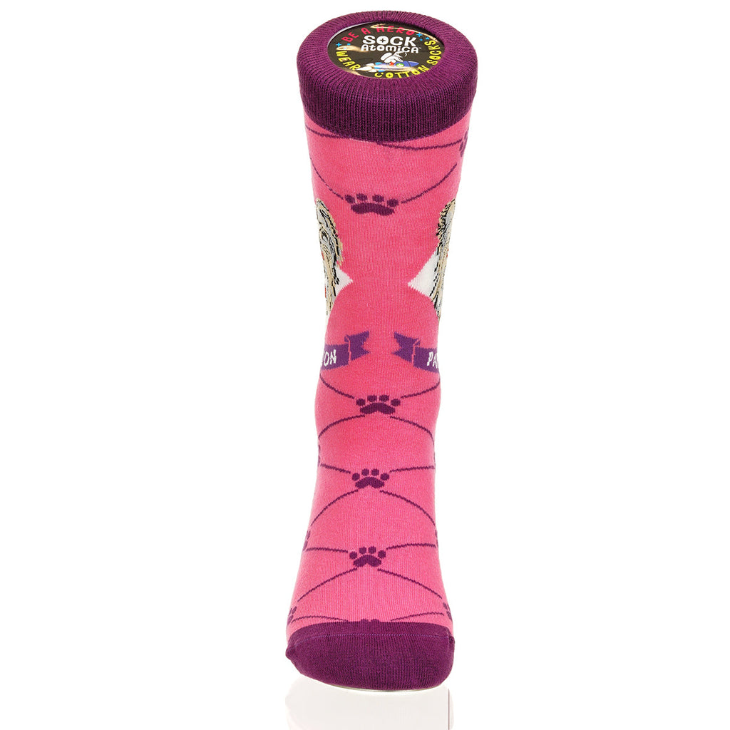 Papillon | Argyle Pups